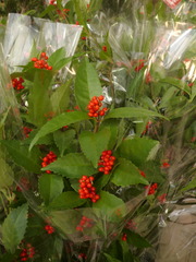 P1100689