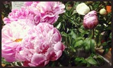 2014-04-29-20-24-52