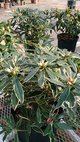 3c60a38a.jpg