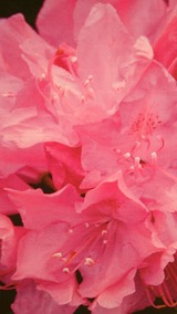 4ae1f513.jpg
