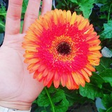 IMG_20180627_152749_530