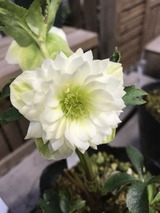 49461AB2-9BCD-4A61-B580-A153EC464CEA
