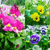 IMG_20171026_123652_785