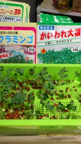 スぷらうと