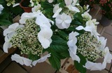 IMG_20180209_195922
