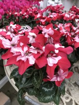 777F78AA-24EC-4960-BBB3-D5D3D9172010