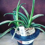 IMG_20180605_124950_330