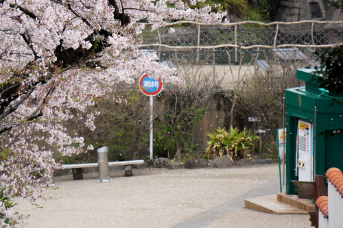 ひらぱー