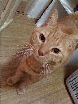 20101020pet2