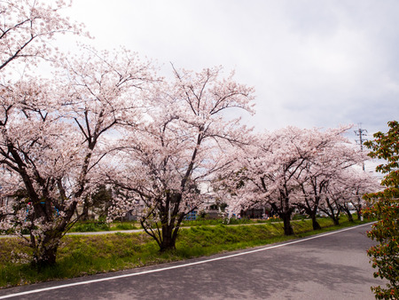 倉治桜堤-1404055