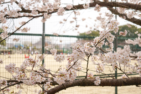 香里ヶ丘の桜-8