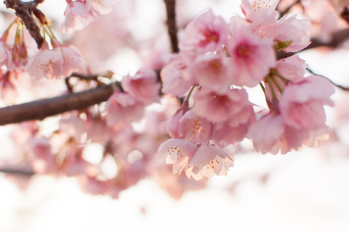 桜2015-36