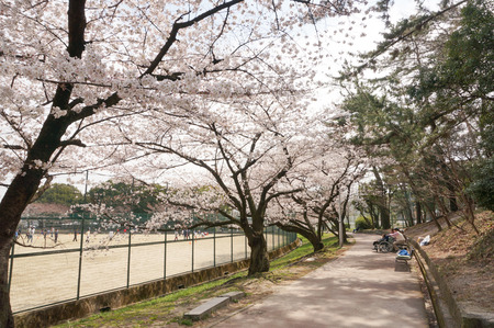 香里ヶ丘の桜-9