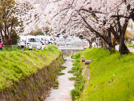 倉治桜堤-1404052