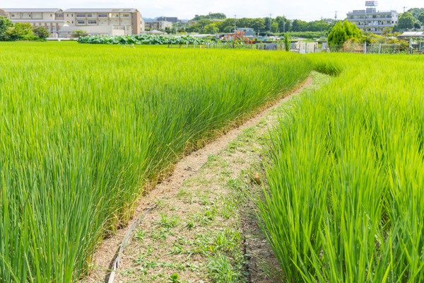 ただの枚方-7