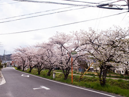 倉治桜堤-1404056