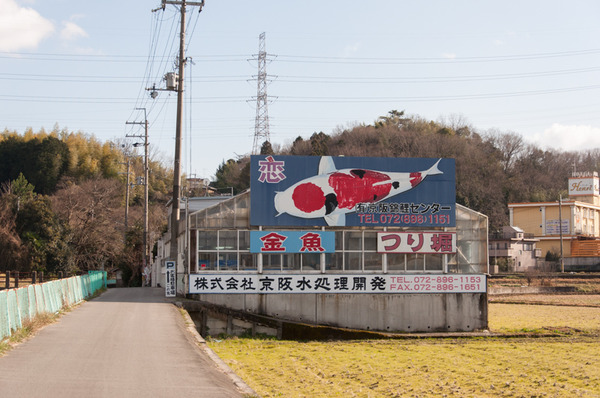 杉-19