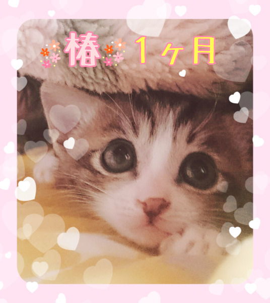 椿1