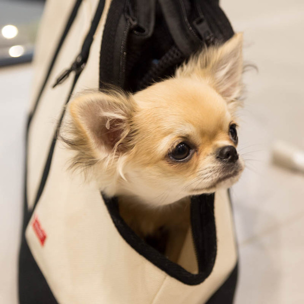 グリーンドッグ-1704061