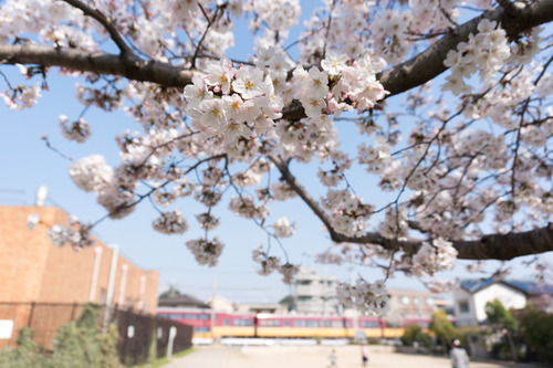 桜