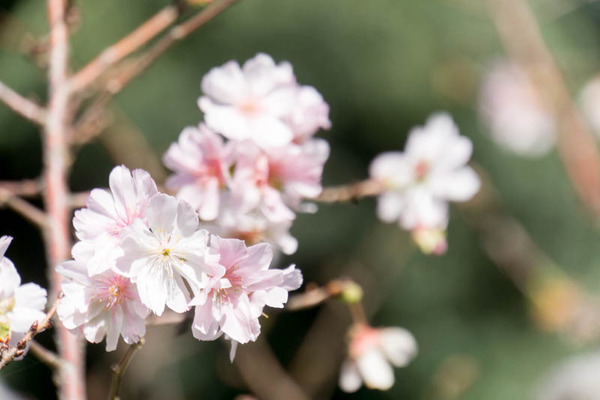 桜-16102410