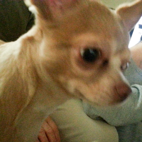 レモンちゃん-3