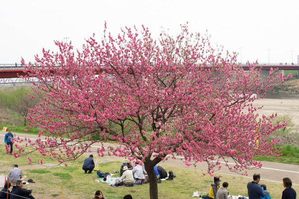 背桜道-1903301-11
