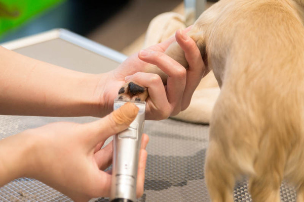 グリーンドッグ-17040673