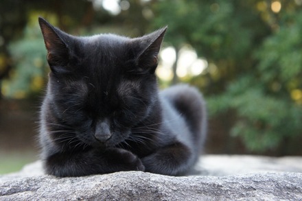 20101019pet1
