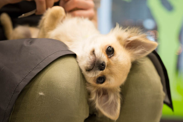 グリーンドッグ-17040666