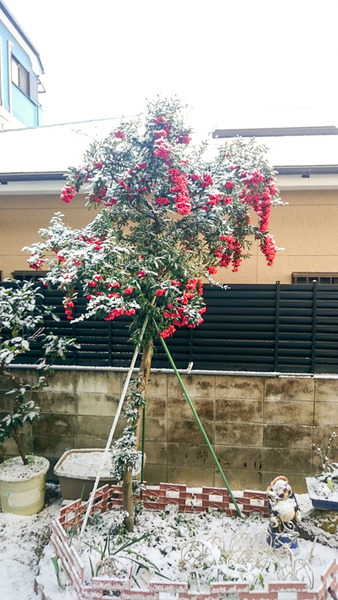 20170115雪-2