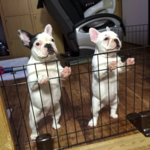 ちまき&おもち-1