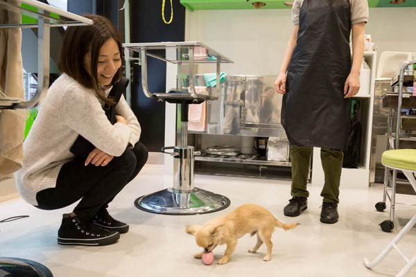 グリーンドッグ-17040689