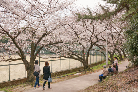 香里ヶ丘の桜-6