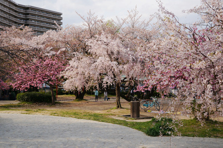 牧野公園の桜130410-03