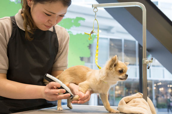 グリーンドッグ-17040672