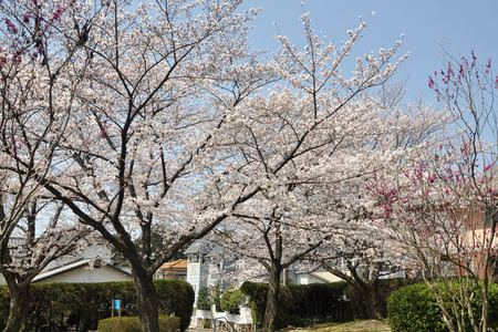 天満公園130330_01