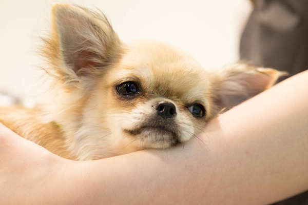 グリーンドッグ-17040652