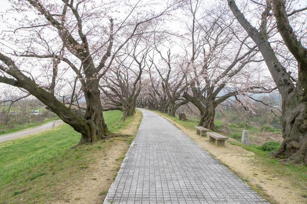 背桜道-1903301-3