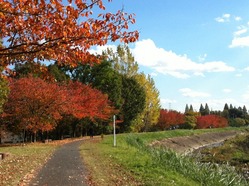 船橋川堤防の紅葉 by pecco