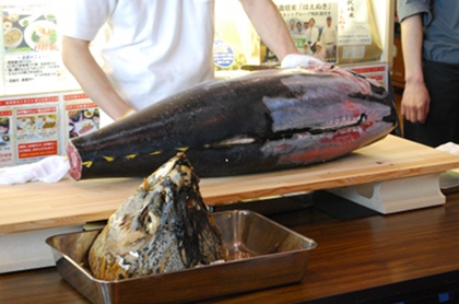 20100502maguro1.jpg