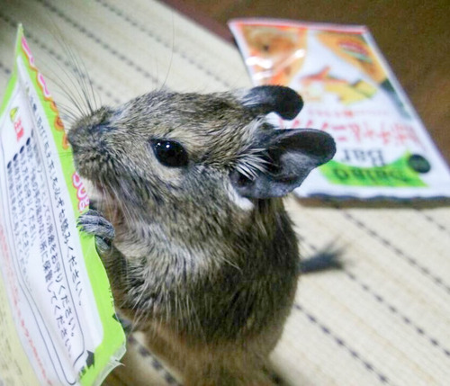 コジコジ-3