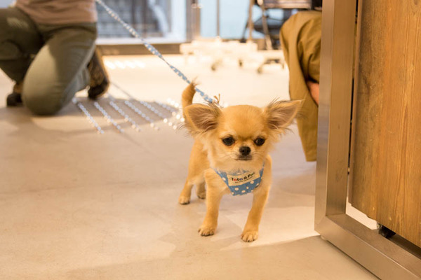 グリーンドッグ-170406102