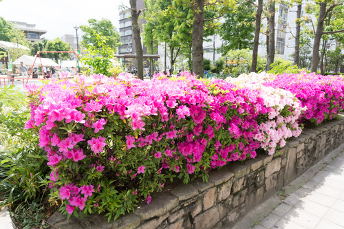 岡東中央公園つつじ7