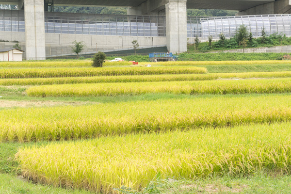 東倉治-39