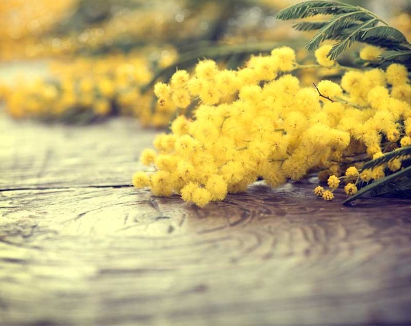 mimoza