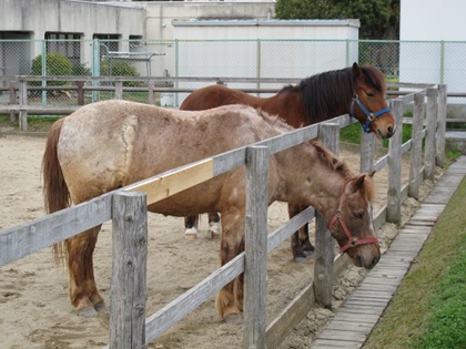 20100422uma2.jpg
