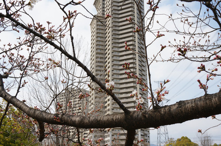 楠葉中央公園の桜130325-13