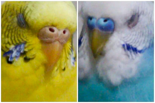 ココ・ジジ-3