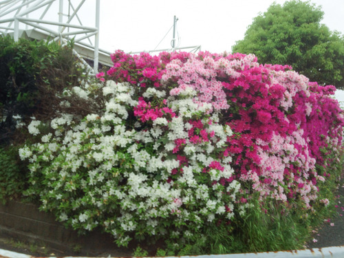 20150504つつじ-150504-1